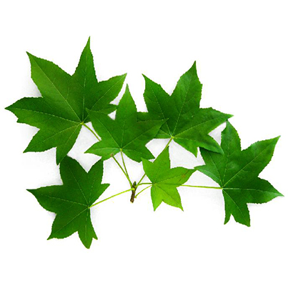 NHỰA SAU SAU