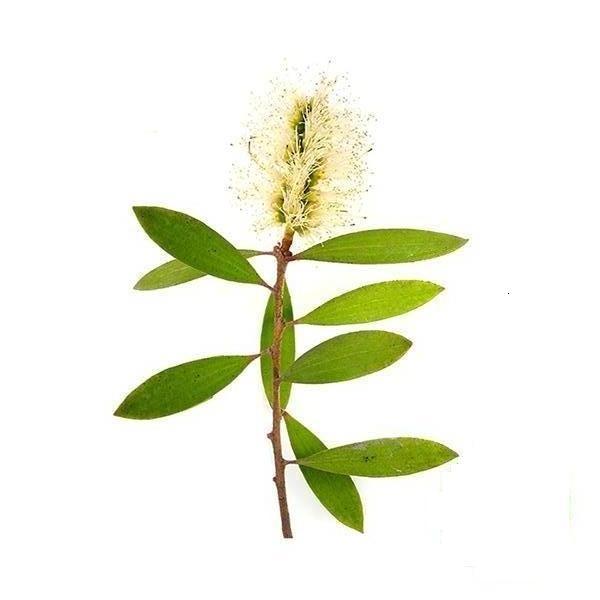 TINH DẦU TRÀM