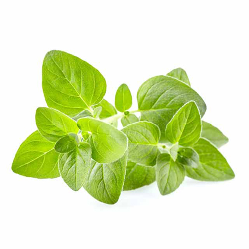 Tinh dầu Kinh Giới