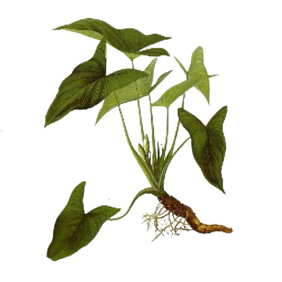 Tinh dầu Thiên Niên Kiện